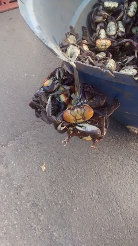 Foto 6 de Casa de Carnes Gabriella