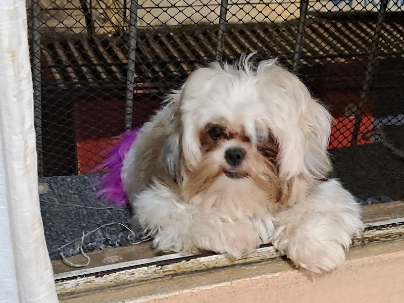 Clínica Veterinária Campo Grande - Clínica Veterinária em Campo Grande, Cariacica/ES - Foto 2