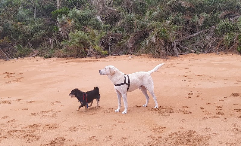 Clínica Veterinária Campo Grande - Clínica Veterinária em Campo Grande, Cariacica/ES - Foto 3