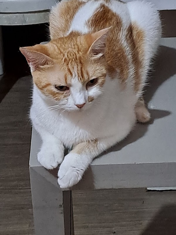 Clínica Veterinária Campo Grande - Clínica Veterinária em Campo Grande, Cariacica/ES - Foto 4