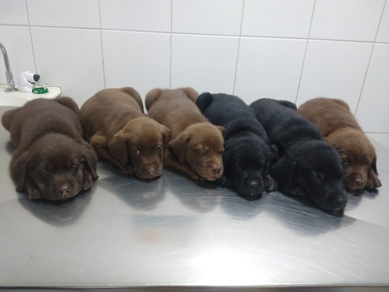 Clínica Veterinária Campo Grande - Clínica Veterinária em Campo Grande, Cariacica/ES - Foto 5