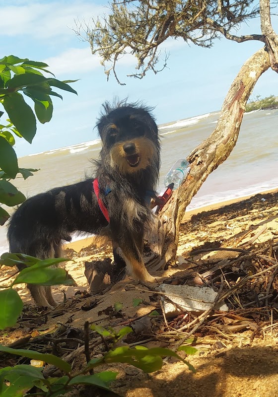 Foto 6 de Clínica Veterinária Campo Grande