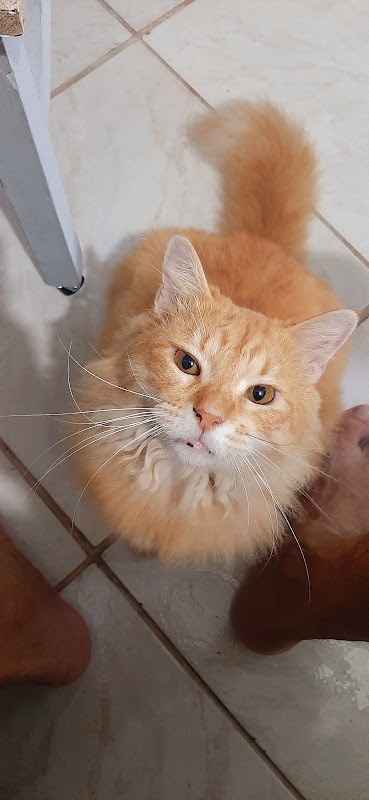 Clínica Veterinária PetSafe - Clínica Veterinária em Campo Grande, Cariacica/ES - Foto 4