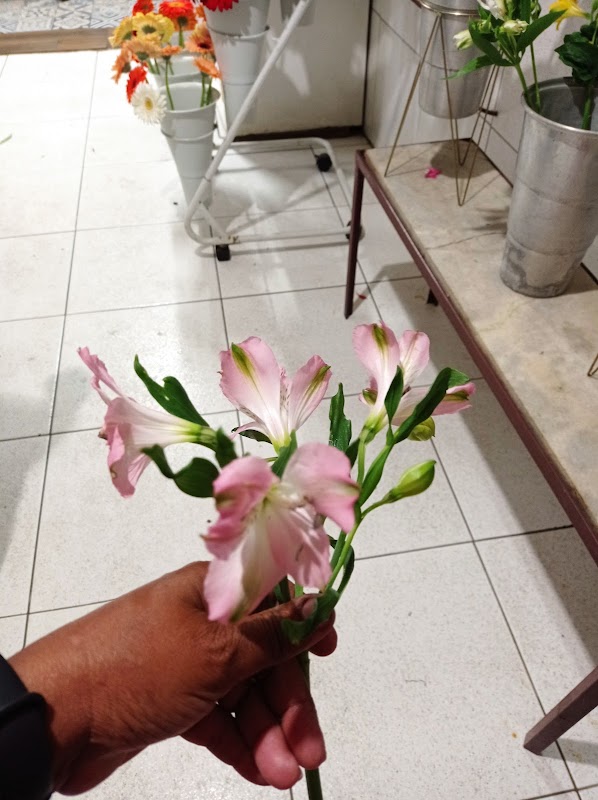 Floricultura Folhagem - Floricultura em Campo Grande, Cariacica/ES - Foto 3