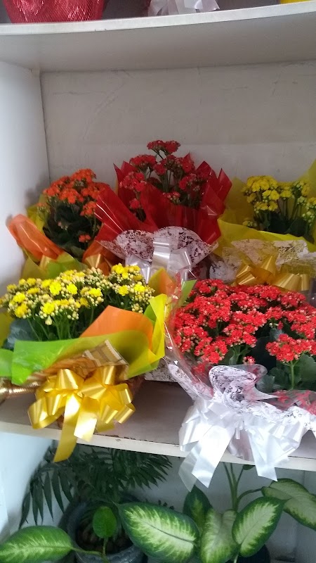 Foto 6 de Floricultura Folhagem