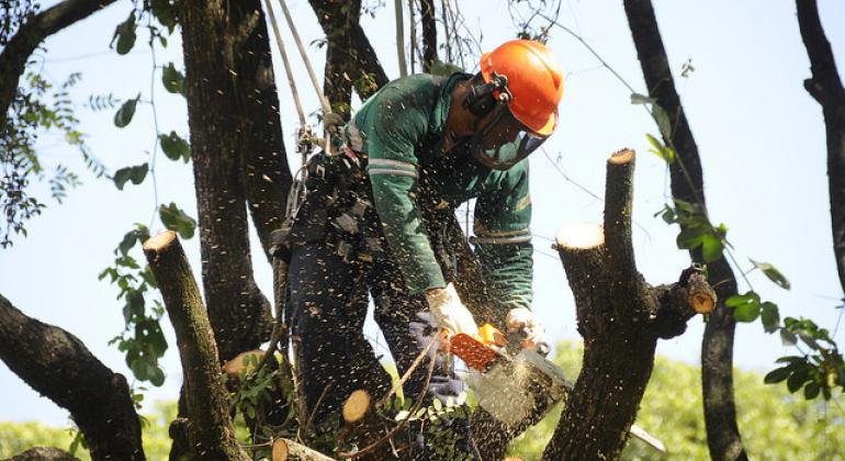 Mãos de Tesoura Poda de Árvores