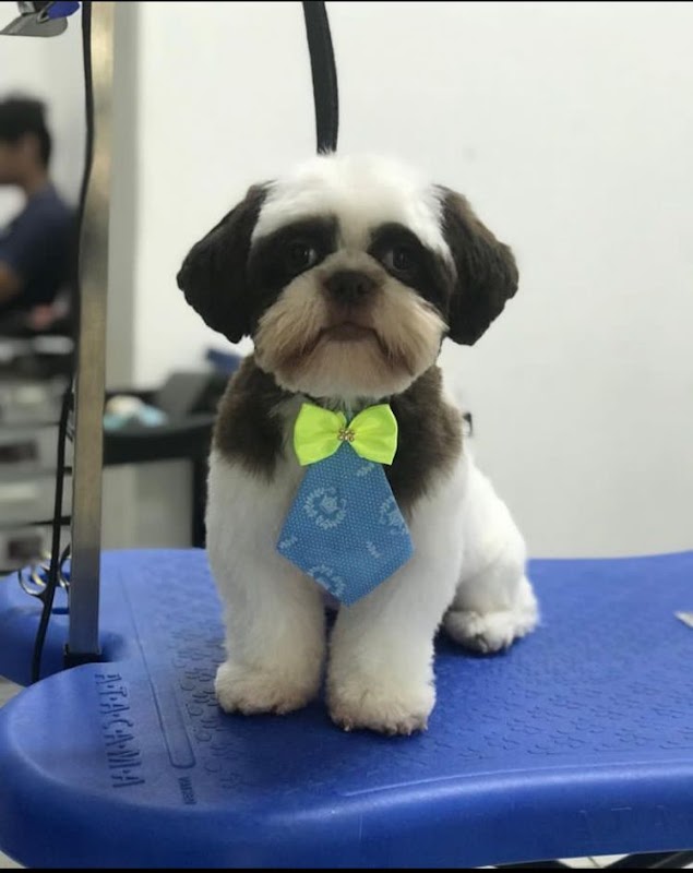 Pet Shop Amanda Schaffel - Pet Shop em Campo Grande, Cariacica/ES - Foto 3