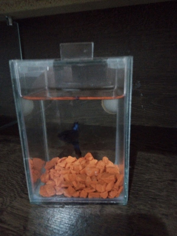 Rações Campo Grande Pet Shop Cariacica - Pet Shop em Campo Grande, Cariacica/ES - Foto 3